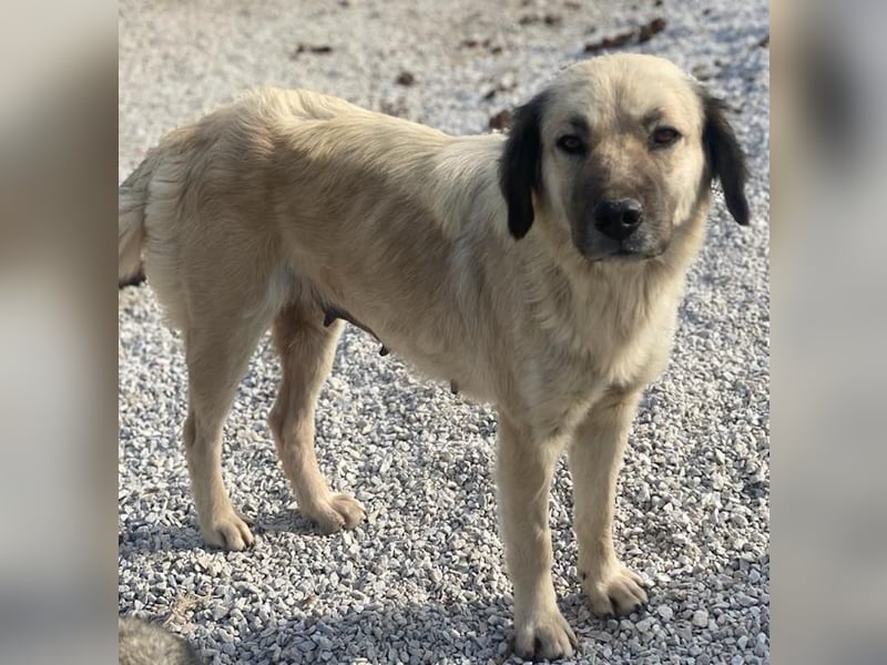 Frea, geb. ca. 02/2021, lebt in GRIECHENLAND, im städt. Tierheim Serres