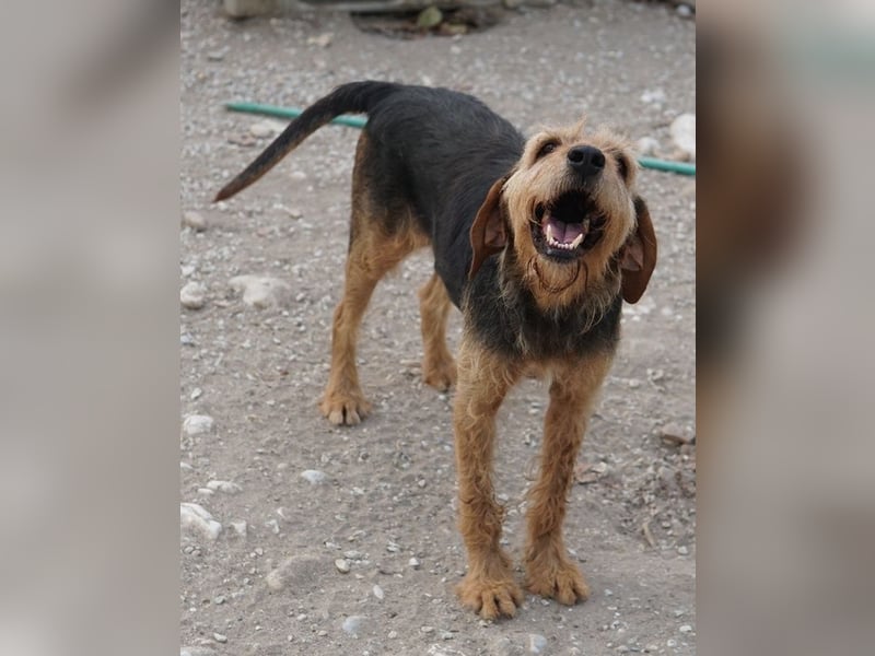 Yasko, geb. ca. 11/2022, lebt auf einer Pflegestelle in 44649 Herne