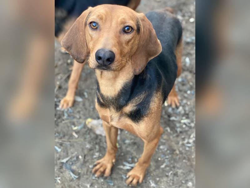 Ted, geb. ca. 01/2023, lebt in GRIECHENLAND, auf einer privaten Pflegestelle