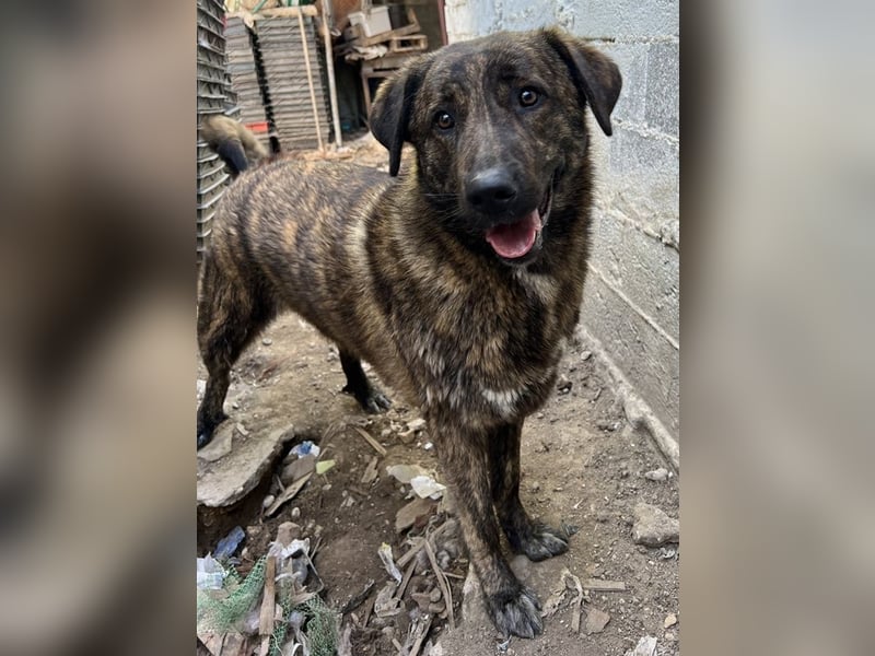 Kelly, geb. ca. 05/2024, lebt in GRIECHENLAND, auf einer privaten Pflegestelle