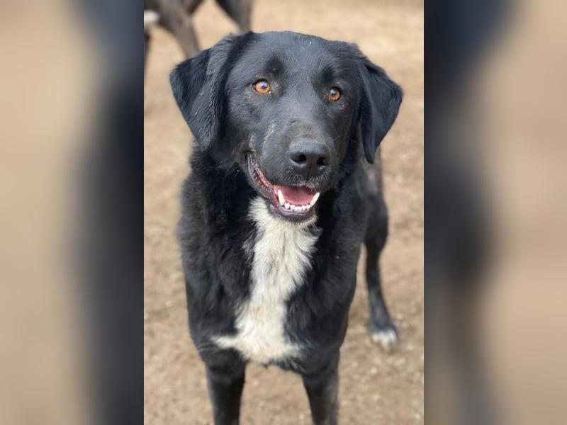 Panthera, geb. ca. 05/2023, lebt in GRIECHENLAND, auf einer privaten Pflegestelle