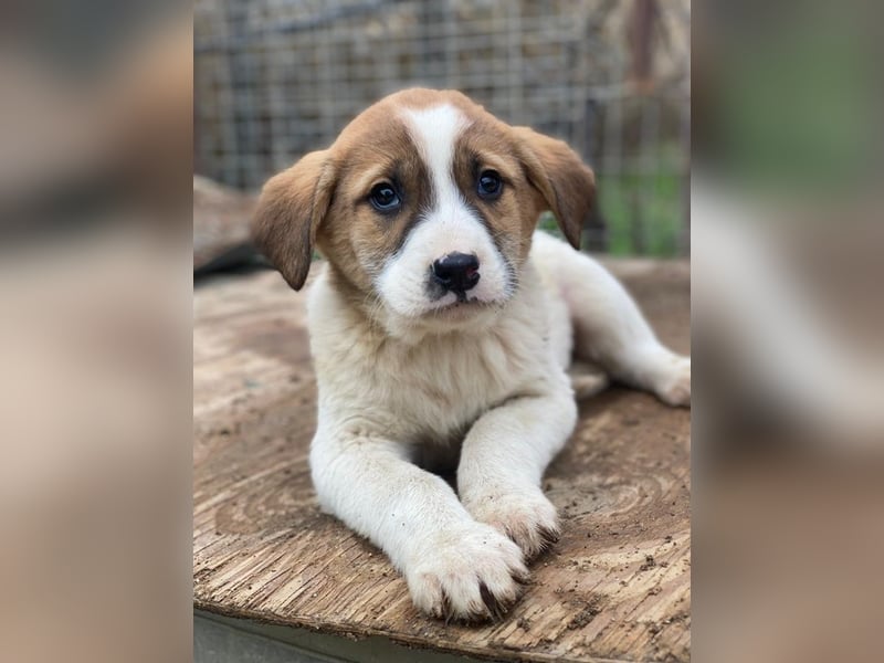 Bufala, geb. ca.11/2025, lebt in GRIECHENLAND, auf einer privaten Pflegestelle