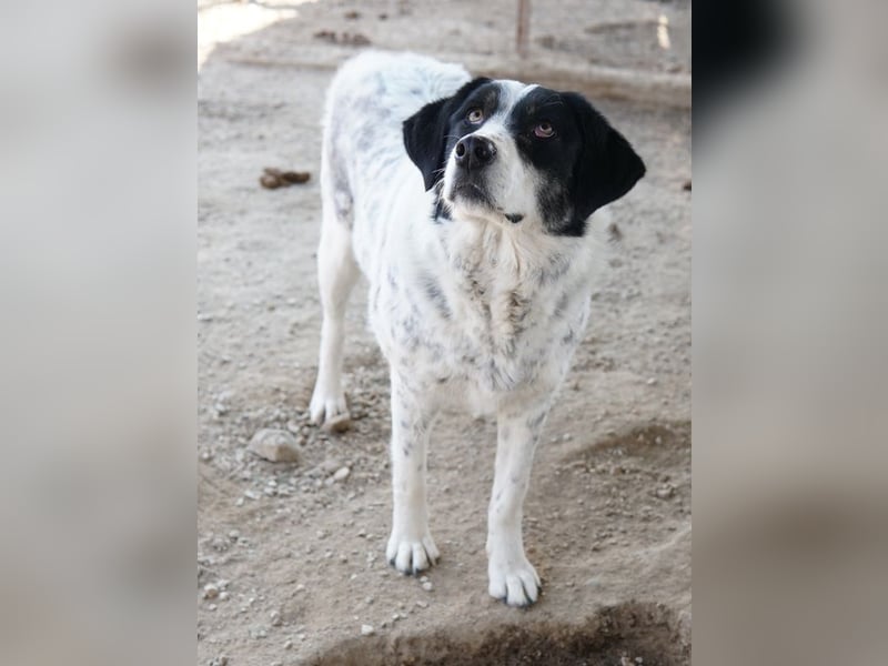 Amaya, geb. ca. 02/2023, lebt in GRIECHENLAND, im städt. Tierheim Serres