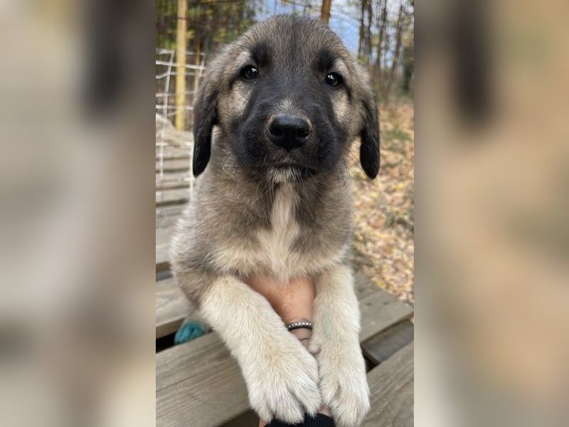 Cosy, geb. ca. 08/2022, lebt in GRIECHENLAND, auf einer privaten Pflegestelle