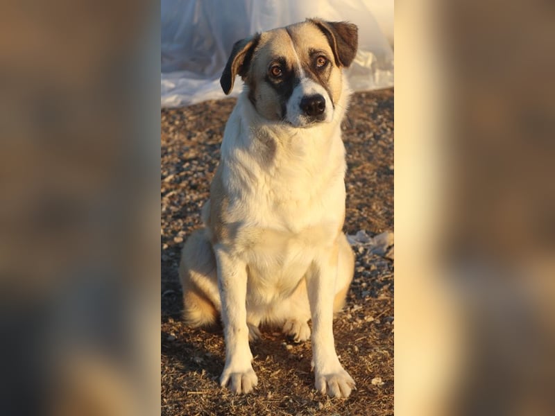 Jeanie, geb. ca. 05/2023, lebt in GRIECHENLAND, im städt. Tierheim Serres