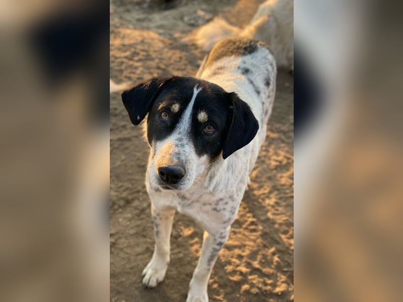 Benja, geb. ca. 05/2023, lebt in GRIECHENLAND, im städt. Tierheim Serres