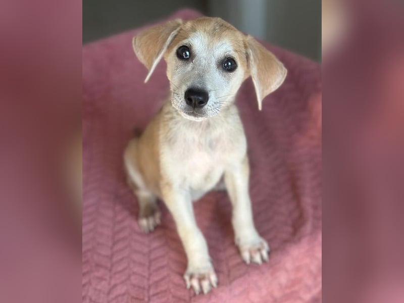 Rosie, geb. ca. 05/2026, lebt in GRIECHENLAND, im städt. Tierheim Serres