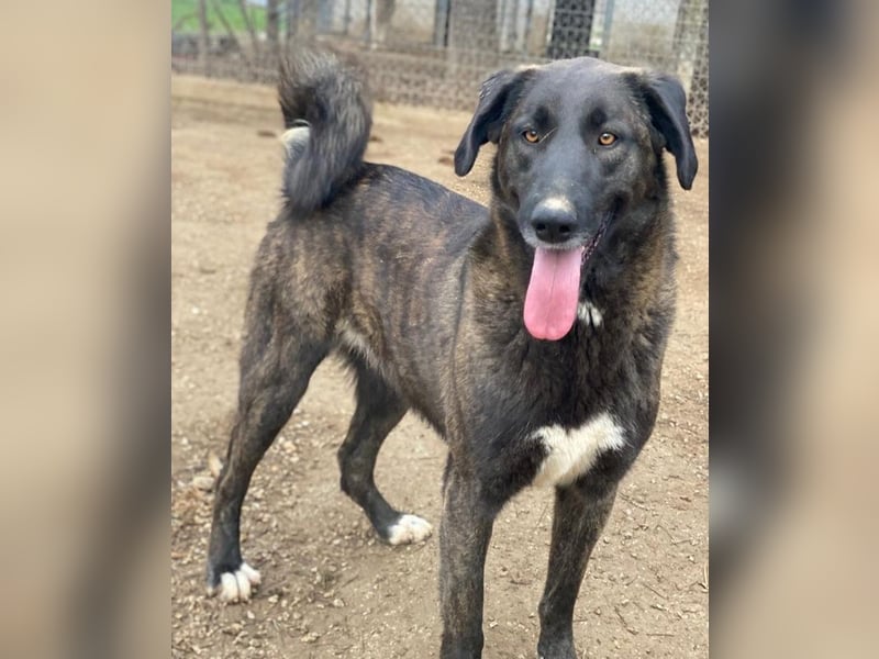 Niabi, geb. ca. 05/2023, lebt in GRIECHENLAND, im städt. Tierheim Serres