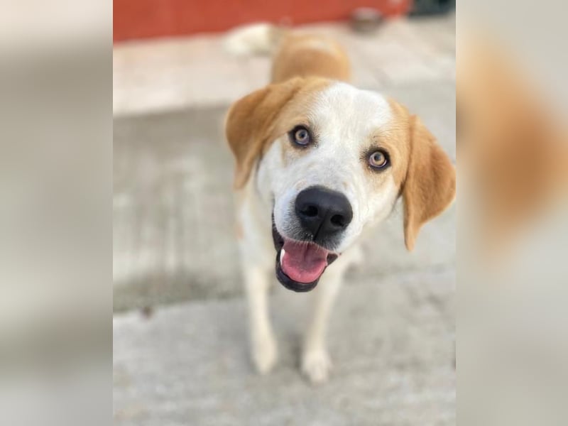 Nikki, geb. ca. 06/2022, lebt in GRIECHENLAND, im städt. Tierheim Serres