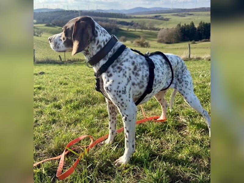 Acira, geb. ca. 04/2023, lebt auf einer Pflegestelle in 67735 Mehlbach