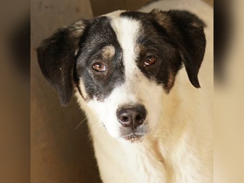 Thundery, geb. ca. 11/2022, lebt in GRIECHENLAND, im städt. Tierheim Serres