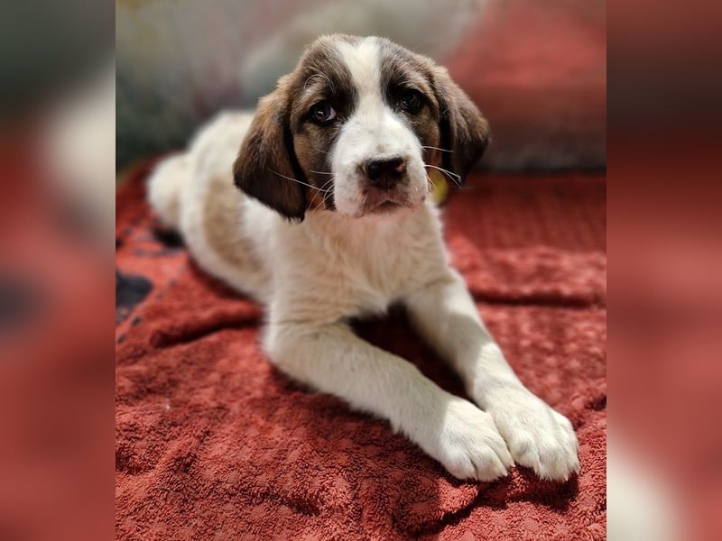 Willa, geb. ca. 01/2024, lebt in GRIECHENLAND, auf einer privaten Pflegestelle