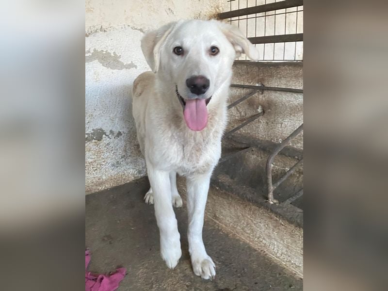 Elion, geb. ca. 06/2025, lebt in GRIECHENLAND, auf einer privaten Pflegestelle