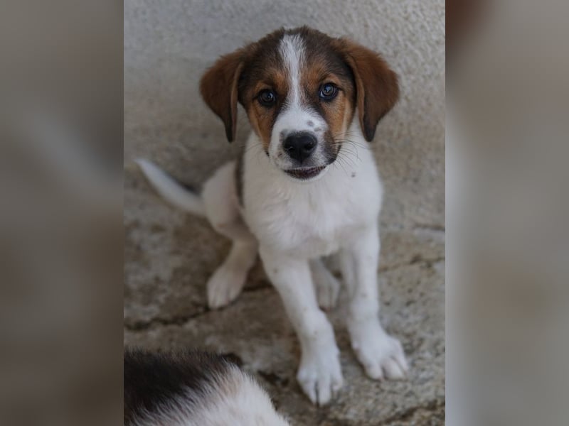 Florin, geb. ca. 05/2025, lebt in GRIECHENLAND, im städt. Tierheim Serres