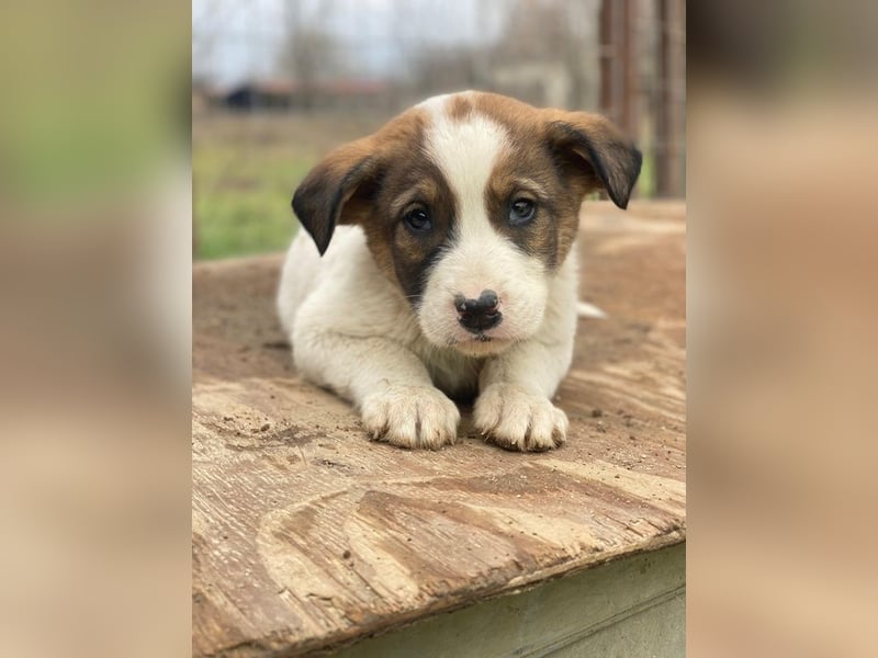 Tonno, geb. ca. 11/2025, lebt in GRIECHENLAND, auf einer privaten Pflegestelle