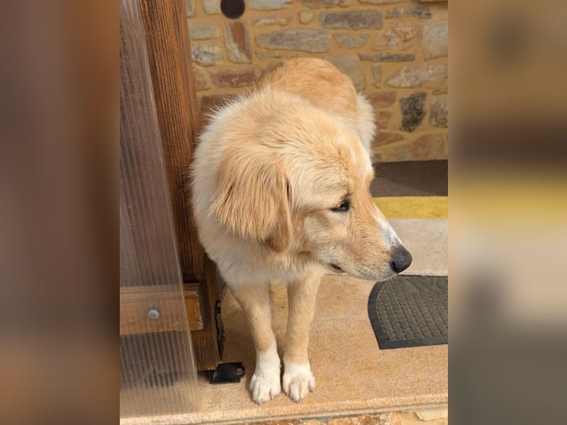 Luma, geb. ca. 12/2023, lebt in GRIECHENLAND, auf einer privaten Pflegestelle