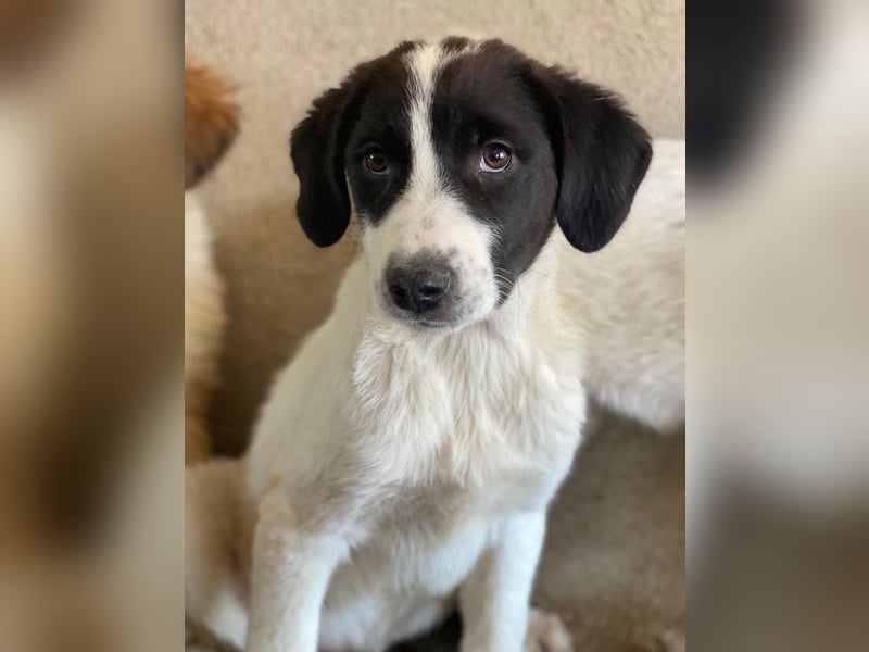 Zenzi, geb. ca. 01/2025, lebt in GRIECHENLAND, im städt. Tierheim Serres