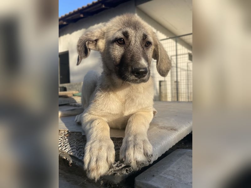 Juju, geb. ca. 02/2024, lebt in GRIECHENLAND, im städt. Tierheim Serres