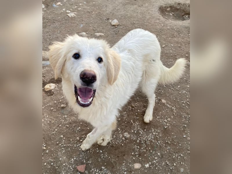 Bazo, geb. ca. 02/2025, lebt in GRIECHENLAND, auf einer privaten Pflegestelle