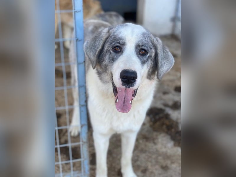 Ryat, geb. ca. 12/2023, lebt in GRIECHENLAND, im städt. Tierheim Serres