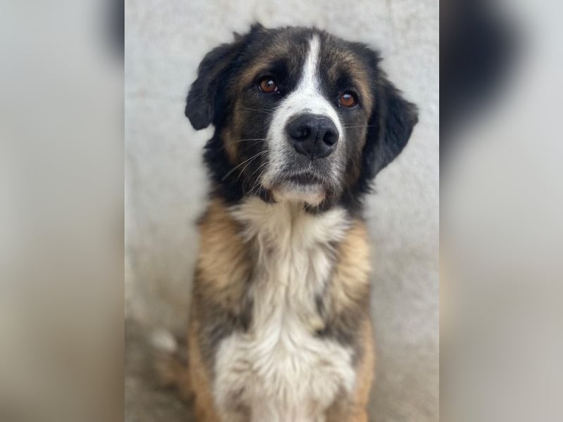 Beetles, geb. ca. 11/2024, lebt in GRIECHENLAND, im städt. Tierheim Serres