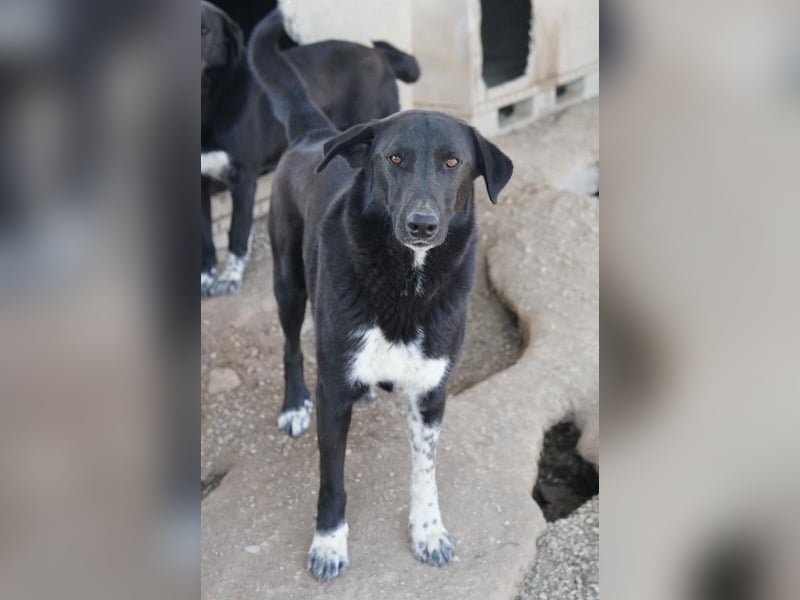 Frizelbliz, geb. ca. 03/2021, lebt in GRIECHENLAND, im städt. Tierheim Serres