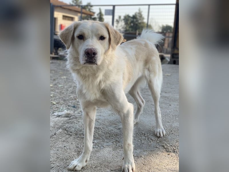 Miraz, geb. ca. 02/2023, lebt in GRIECHENLAND, im städt. Tierheim Serres