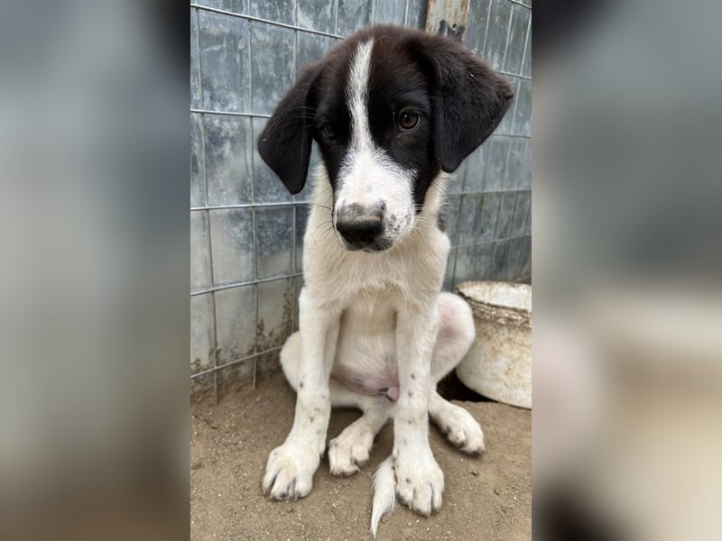 Sandor, geb. ca. 05/2024, lebt in GRIECHENLAND, auf einer privaten Pflegestelle