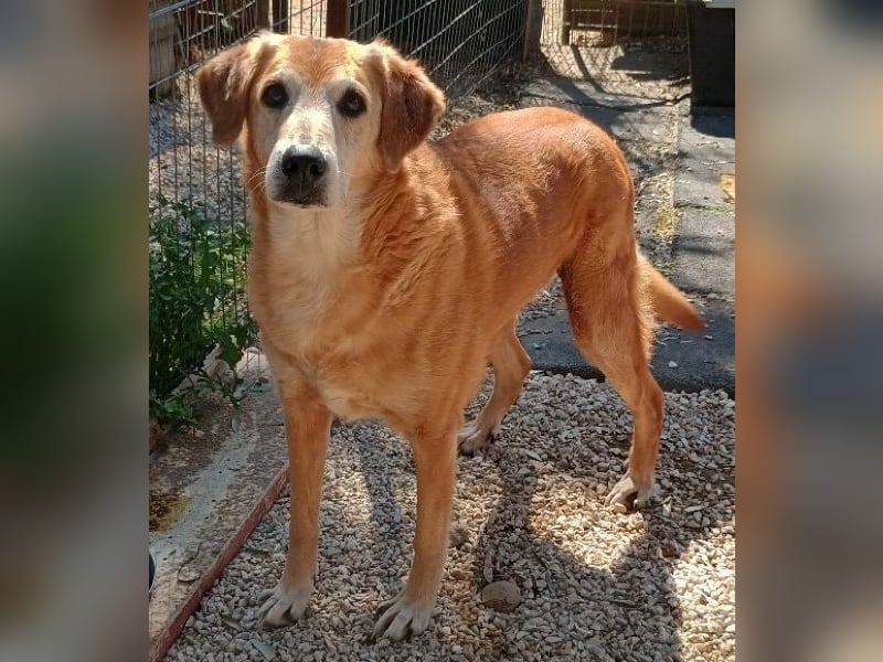 Flower, geb. ca. 06/2015, lebt in GRIECHENLAND, auf einer privaten Pflegestelle