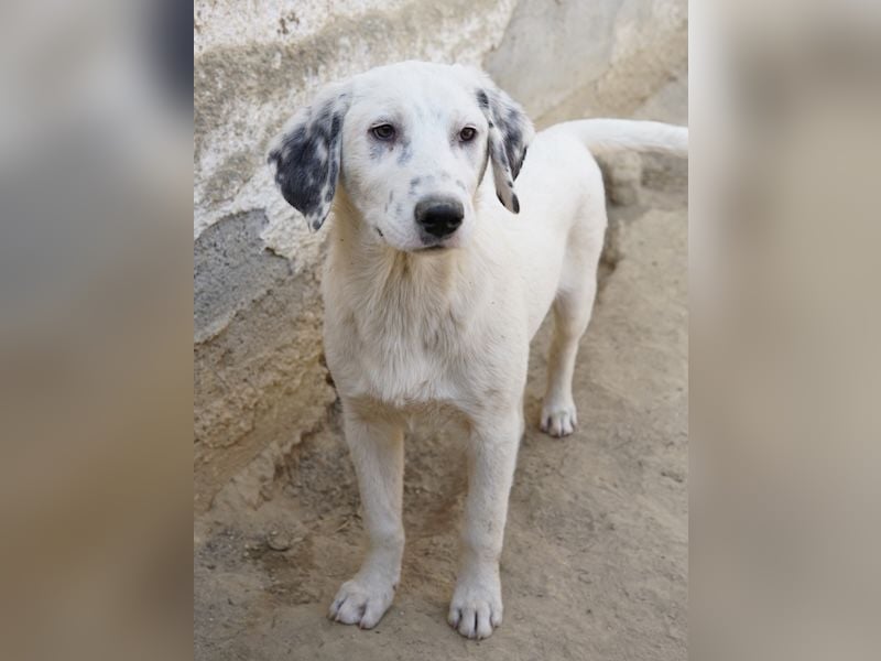 Riesling, geb. ca. 08/2025, lebt in GRIECHENLAND, auf einer privaten Pflegestelle