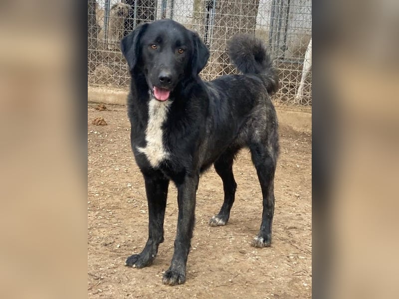 Panthera, geb. ca. 05/2023, lebt in GRIECHENLAND, auf einer privaten Pflegestelle