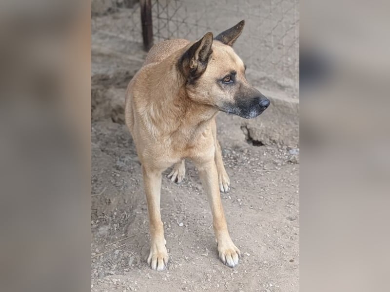 Diesel, geb. ca. 04/2022, lebt in GRIECHENLAND, im städt. Tierheim Serres