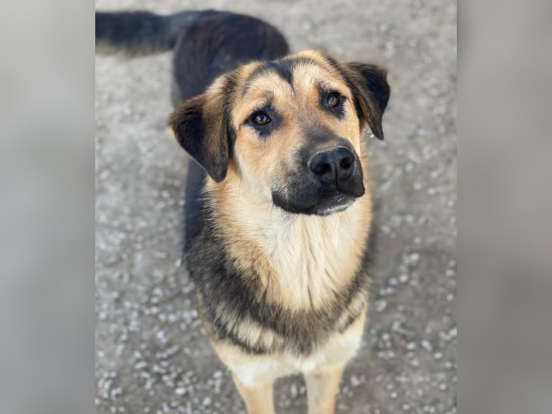 Elphaba, geb. ca. 07/2025, lebt in GRIECHENLAND, im städt. Tierheim Serres