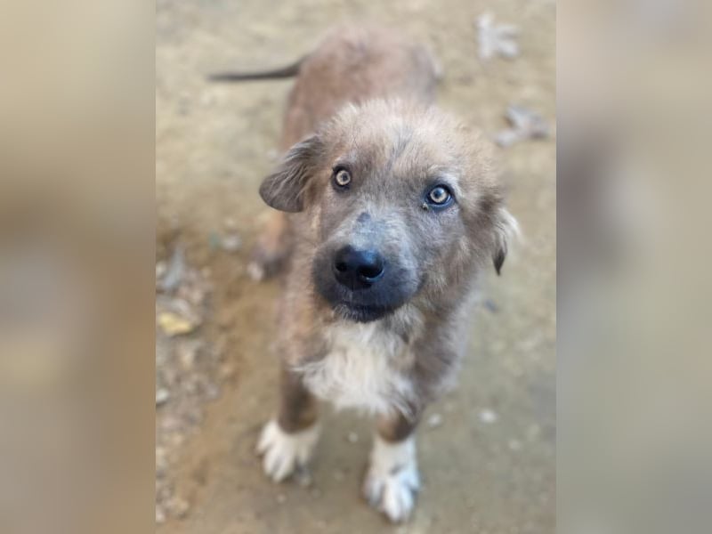 Franklyn, geb. ca. 06/2025, lebt in GRIECHENLAND, auf einer privaten Pflegestelle