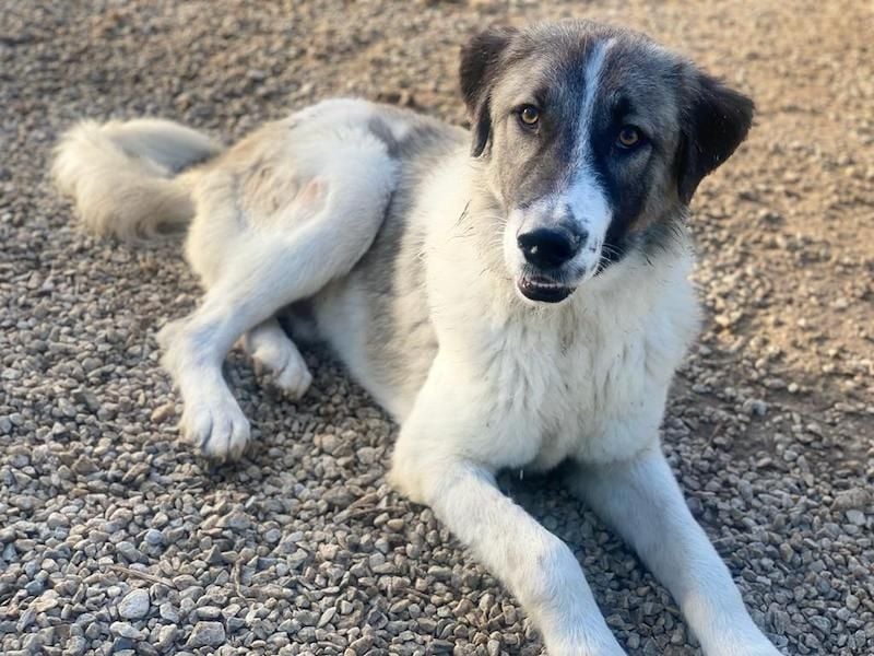 Joel, geb. ca. 01/2023, lebt in GRIECHENLAND, im städt. Tierheim Serres