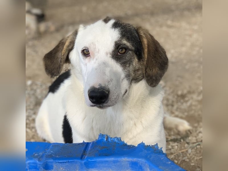  Colette, geb. ca. 02/2022, lebt in GRIECHENLAND, im städt. Tierheim Serres