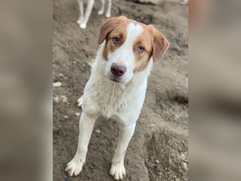 Herkos, geb. ca. 01/2025, lebt in GRIECHENLAND, auf einer privaten Pflegestelle