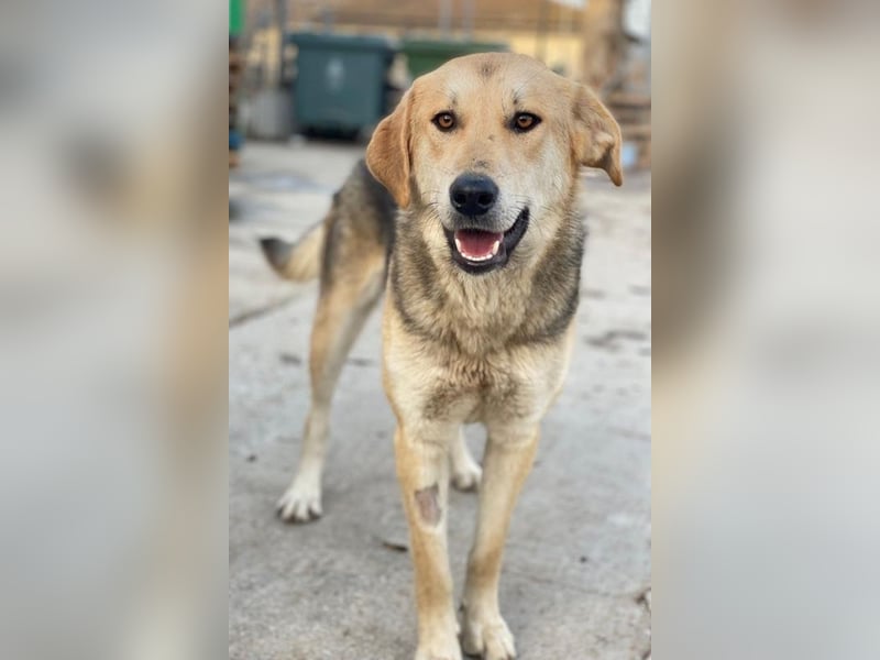 Ciri, geb. ca. 05/2024, lebt in GRIECHENLAND, im städt. Tierheim Serres