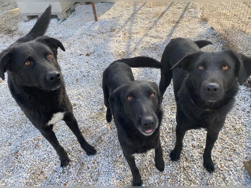 Acero, geb. ca. 01/2019, lebt in GRIECHENLAND, im städt. Tierheim Serres