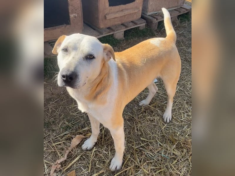 Ikarus, geb. ca. 04/2019, lebt in GRIECHENLAND, auf einem Gelände, wird notdürftig versorgt