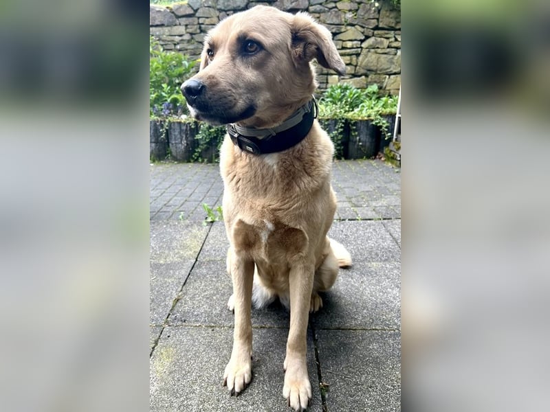 Fanta, geb. ca. 05/2017, lebt bei einer Familie in 48317 Drensteinfurt, Vermittlungshilfe