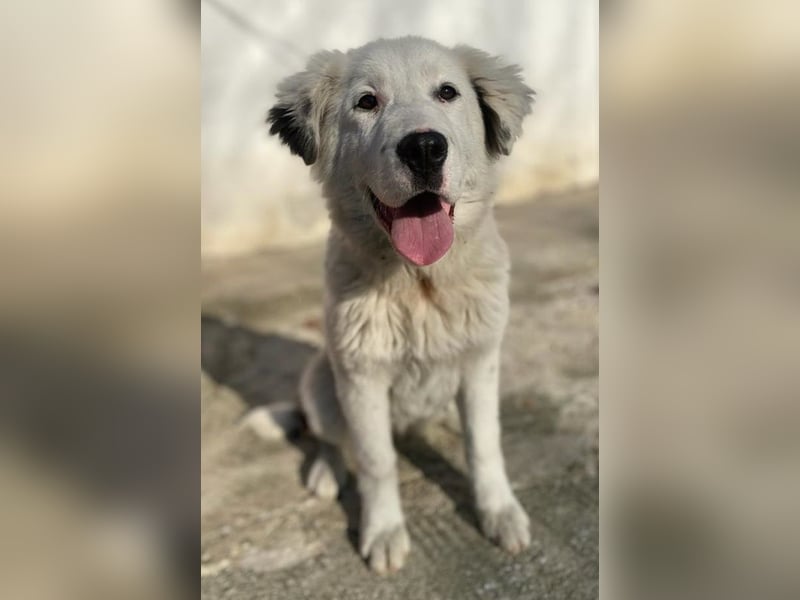 Canja, geb. ca. 08/2022, lebt in GRIECHENLAND, im städt. Tierheim Serres