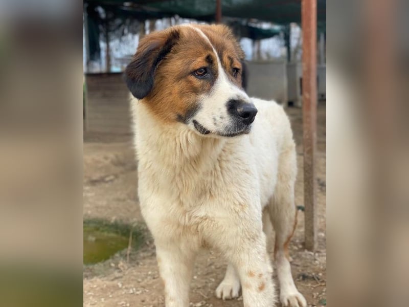 Fiva, geb. ca. 02/2024, lebt in GRIECHENLAND, im städt. Tierheim Serres