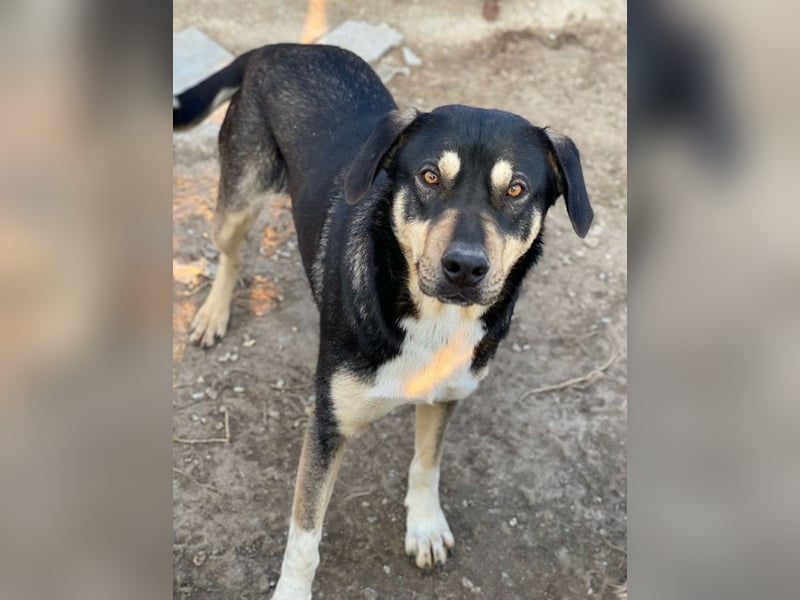 Bibi, geb. ca. 05/2023, lebt in GRIECHENLAND, im städt. Tierheim Serres