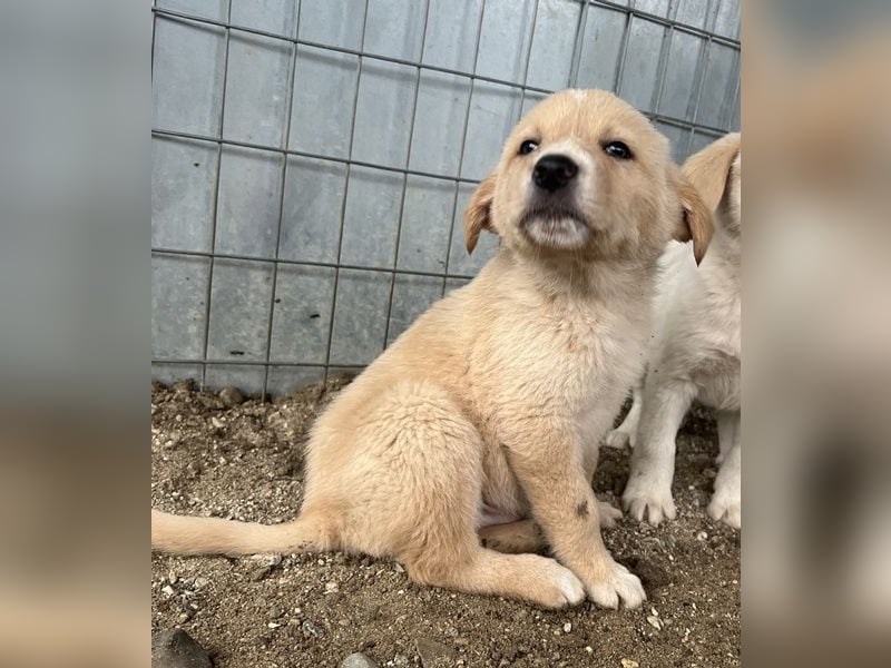 Aydi, geb. ca. 11/2025, lebt in GRIECHENLAND, auf einer privaten Pflegestelle