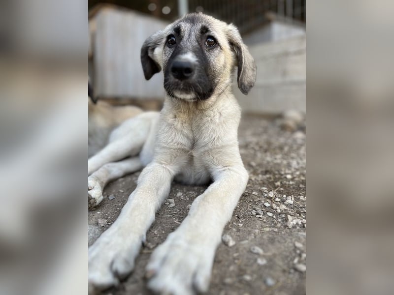 Juju, geb. ca. 02/2024, lebt in GRIECHENLAND, im städt. Tierheim Serres