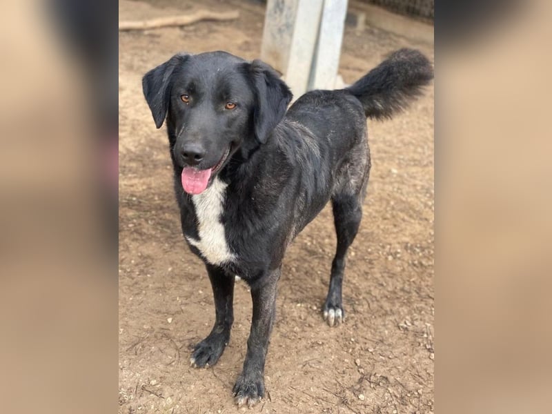 Panthera, geb. ca. 05/2023, lebt in GRIECHENLAND, auf einer privaten Pflegestelle