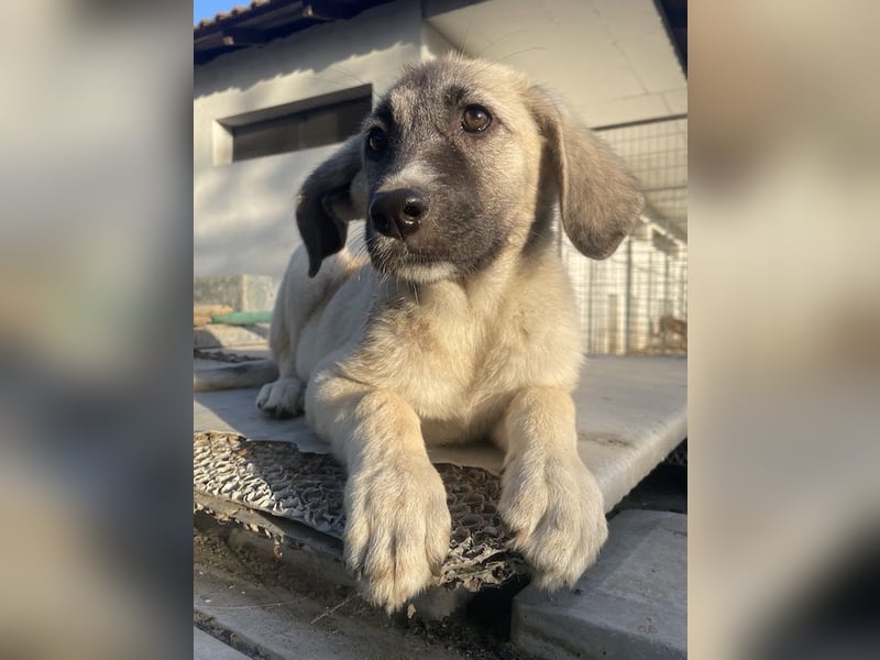 Juju, geb. ca. 02/2024, lebt in GRIECHENLAND, im städt. Tierheim Serres