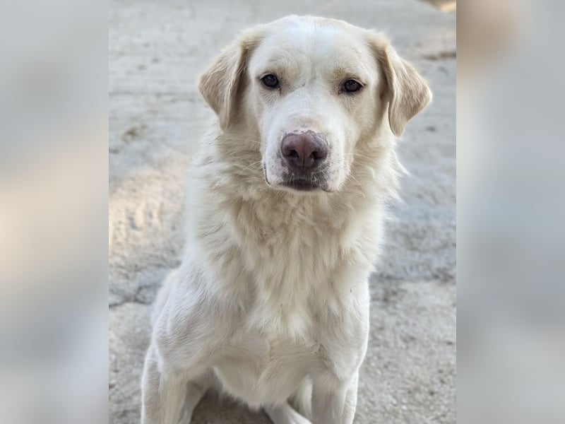 Miraz, geb. ca. 02/2023, lebt in GRIECHENLAND, im städt. Tierheim Serres