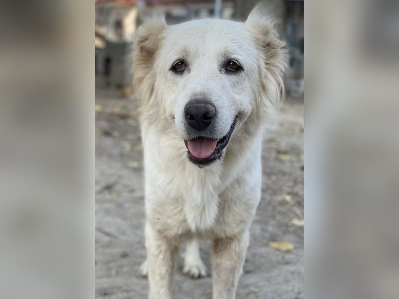 Kankara, geb. ca. 02/2022, lebt in GRIECHENLAND, im städt. Tierheim Serres